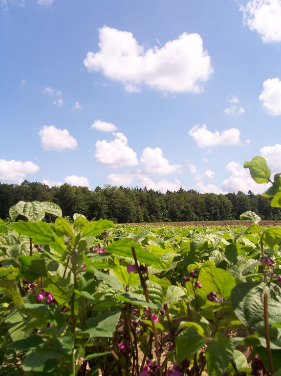 A Friend in Need: Events to Benefit the Oles Farm/Promised Land CSA